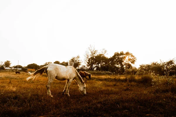 Cavalos Pastando Pôr Sol Hora Ouro — Fotografia de Stock