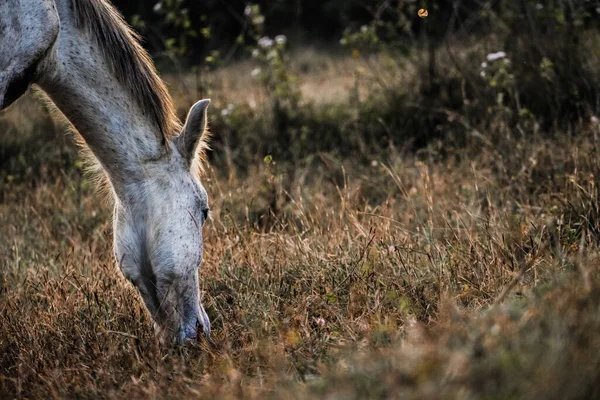 Сірий Кінь Пасеться Траві Крупним Планом — стокове фото