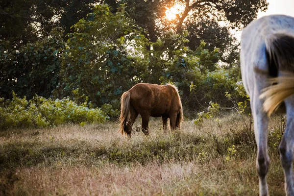 Beautiful stallion horse grazing in the pastureland during sunset, with gray horse tail defocused in foreground.