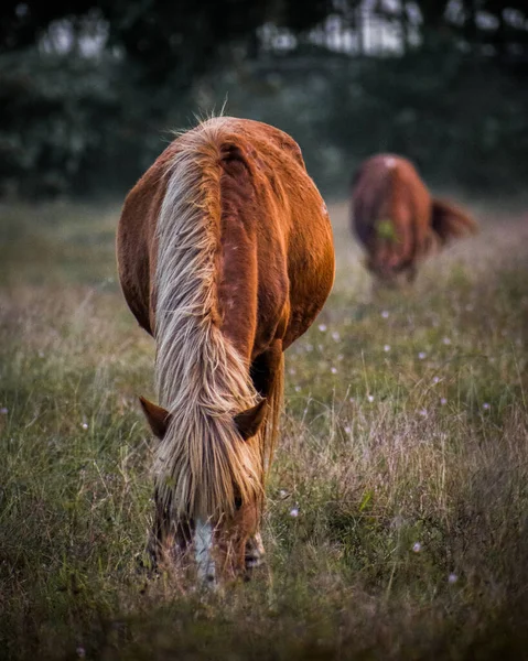 Cavallo Selvatico Pascolo Sui Pascoli — Foto Stock