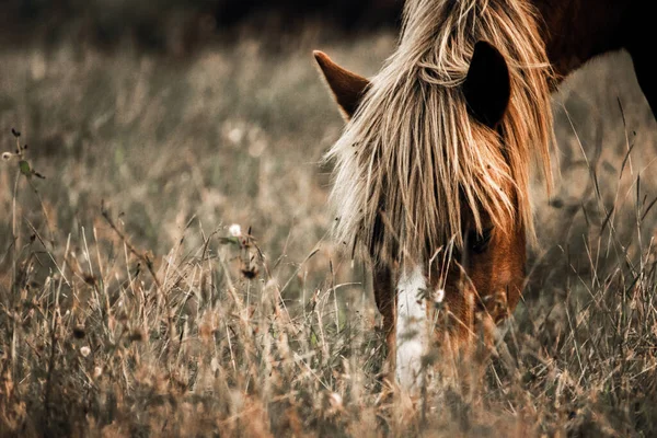 Gyönyörű Mustang Fehér Lángokkal Sörényekkel Legeltetés Mezőn — Stock Fotó