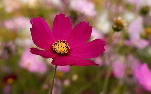 Schöne Kosmos Blume Garten Bokeh Kosmos Hintergrund — Stockfoto