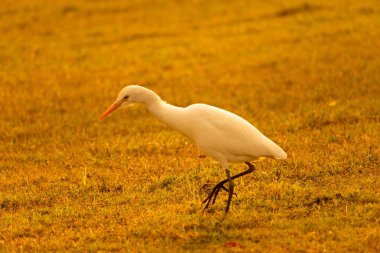 Gün batımında böcek avlamak için çimlerin etrafında yürüyen güzel bir balıkçıl balığı portresi..