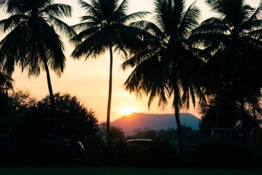 Tropikal bir gün batımı sırasında gökyüzü palmiye ağaçlarının Silhouettes.