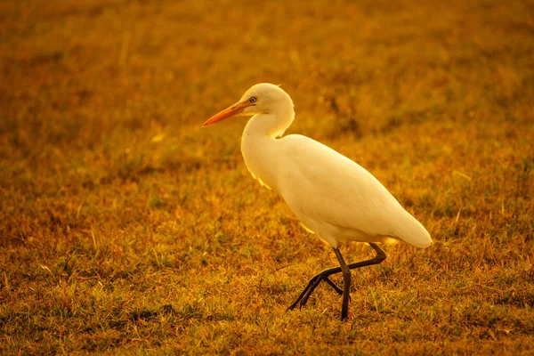 Portrait Shot Beautiful Great Egret Walking Grass Field Hunting Insects — Stock Photo, Image