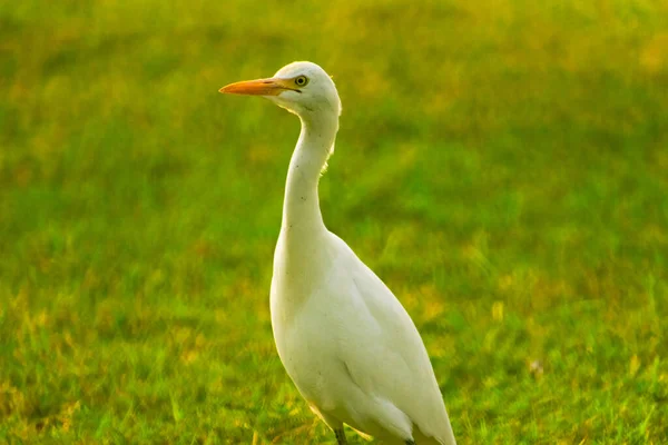 Närbild Bild Bild Bedårande Stor Egret — Stockfoto