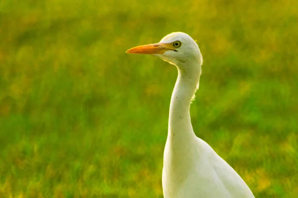 Close Shot Van Schattige Grote Egret — Stockfoto