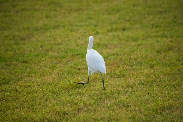 Portrait Great Egret Birds Walking Gras Fields — Stock Photo, Image