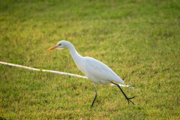 Porträtt Stora Egret Fåglar Promenader Runt Gras Fält — Stockfoto