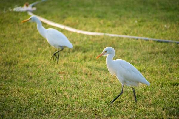 Närbild Skott Två Bedårande Egrets Promenader Tillsammans Det Gröna Gräset — Stockfoto