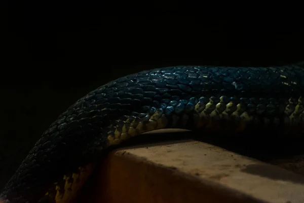 キングコブラのテクスチャの皮膚のマクロショット ヘビのスケーラブルな皮膚 — ストック写真