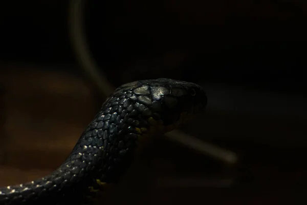 暗闇の中のコブラ王の影闇の中のコブラ王の影 — ストック写真