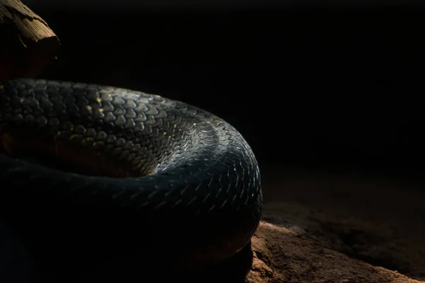 Makró Felvétel King Kobra Texturált Bőr Pikkelyes Bőr Kígyó — Stock Fotó