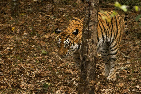 Прекрасный Бенгальский Тигр Стоит Рядом Сеткой Забора Лесу — стоковое фото
