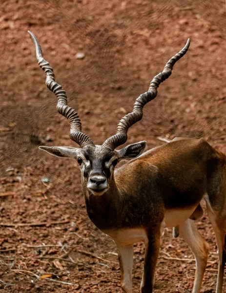 Portrait shot of Blackbuck beautiful horns Indian Antelope
