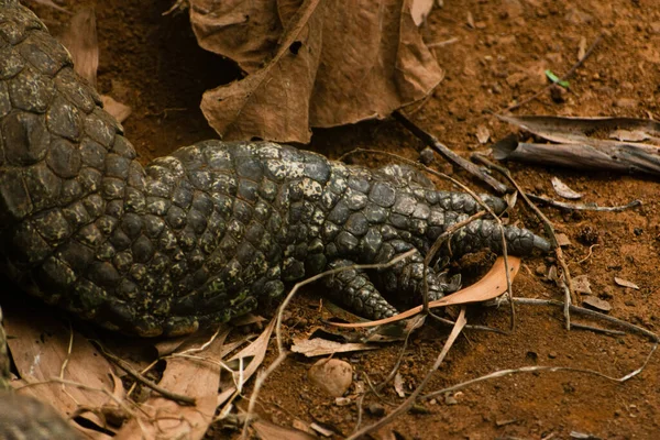 stock image Closeup shot of Crocodile scaly leg.