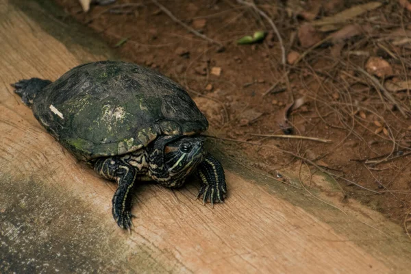 Red Eared Slider Crawling Wooden Base — Stock Photo, Image