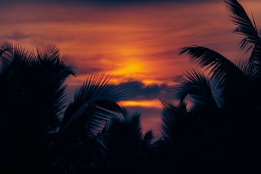 Siluet palmiye yaprakları ve arka planda güzel bir günbatımı.