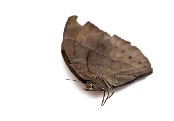 Detailní Záběr Hnědého Motýla Selektivním Ostřením Izolovaný Bílém Pozadí — Stock fotografie