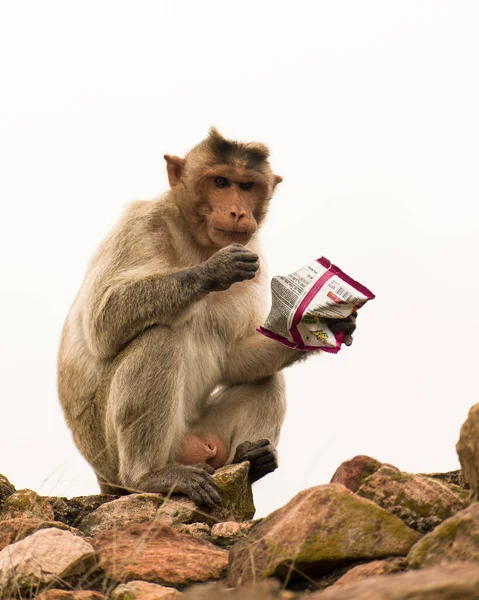 Notorio Mono Comiendo Bocadillos Del Bolsillo —  Fotos de Stock