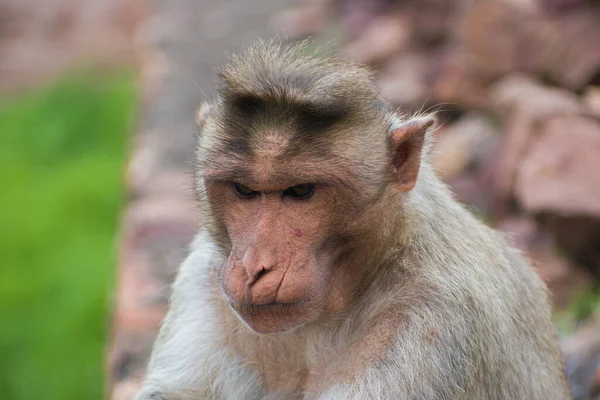 屋外に座っているインドの猿の肖像写真 — ストック写真