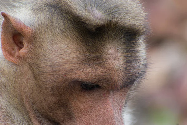 肖像画は 選択的な焦点でインドの猿の頭の領域を撮影 — ストック写真