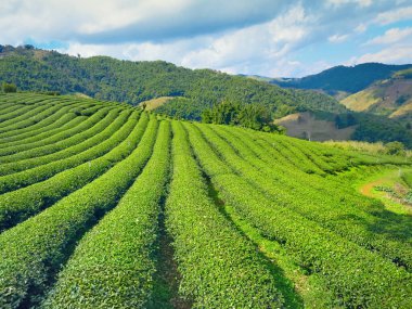 Çay Tarlası, 101 Doi Mae Salong, Chiangrai Tayland.                       