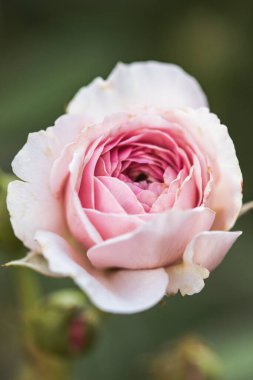 Petali di rosa. Rosa Romantica karantina altında.
