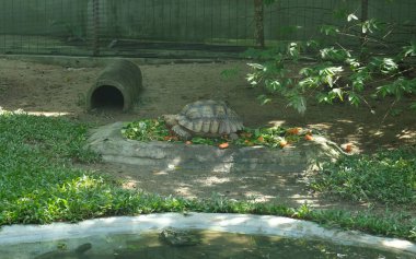 Afrika Mahmuzlu Kaplumbağa 'nın kendi habitatında sebze yerken seçici odak fotoğrafı..