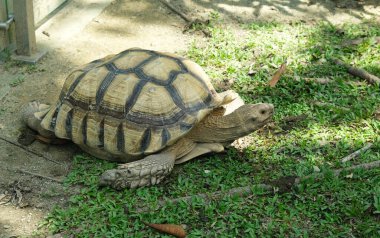 Çimlerin üzerinde Afrika Mahmuzlu Kaplumbağa resmi. Nesli tükenmekte olan ve yok olmak üzere olan bir hayvan.