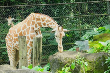 Kayanın oradaki durgun sudan içen zürafaların seçici odak noktası.