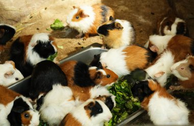 Hint Domuzu 'nun seçici odak noktası sebzeleri başka bir bakış açısıyla yiyor..