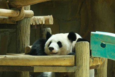 Oyun alanında dinlenen bir pandanın gürültü efektiyle seçici odak.