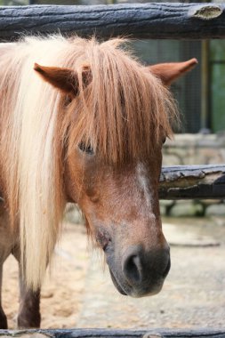 Minyatür at kafasının ahırdaki yakın çekimi..