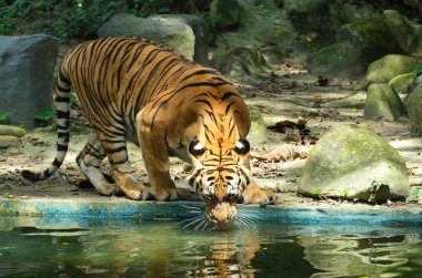 A picture with noise effect of Malayan Tiger drinking water at its habitat during day time.