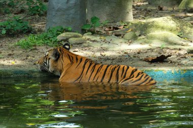 A picture with noise effect Malayan Tiger resting in the water at its own habitat.