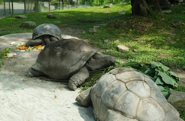 Selective focus of Aldabra Giant Tortoise resting at the park