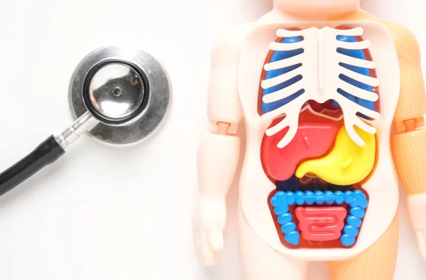 Selectieve Focusfoto Van Menselijke Anatomie Miniatuur Met Stethoscoop Witte Achtergrond Rechtenvrije Stockafbeeldingen
