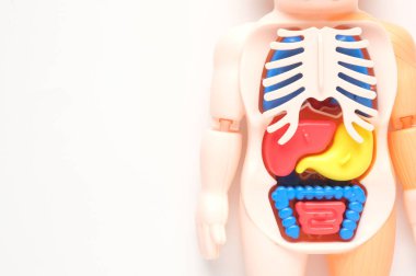 Telif uzayı beyaz arka planı üzerine insan anatomisi minyatürünün seçici odak resmi