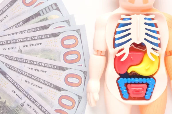 Flatlay close up picture of anatomy miniature with fake money on white background. Medical expense, insurance and cost.
