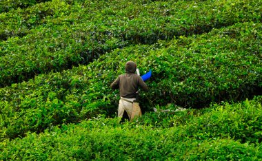 Çay tarlasında çay içen, hareket bulanık işçiyle çekilmiş bir resim..