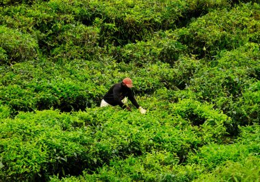 Çay tarlasında çay içen işçilerin resmi..
