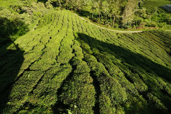 A picture row of tea plant at plantation area during sunrise