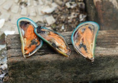 Kabuğu açan taze dişi midyelerin bir resmi..