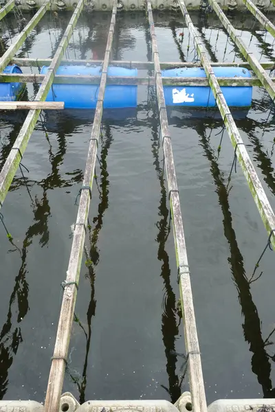 stock image A picture of mussels harvesting aquaculture at the sea.