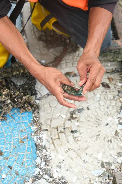 stock image A picture of men want to break the mussels shells to get raw meat of mussels.