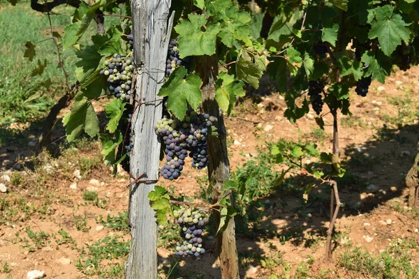 Zwarte Druiven Wijngaard Klaar Voor Oogst — Stockfoto