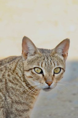 Güzel sarı gözlü kahverengi kedi