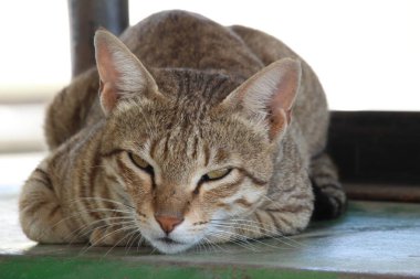 Güzel sarı gözlü kahverengi kedi