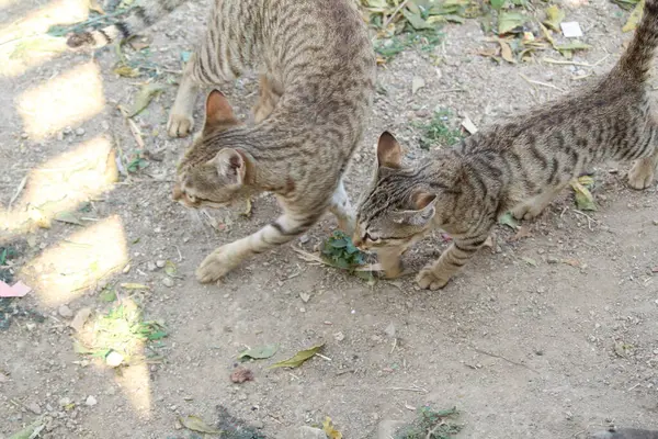 Kahverengi kedi birbiriyle kavga ediyor.